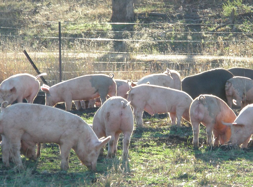 Locally Reared Free Range Pigs